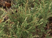 Juniperus communis 'Spotty Spreader' 
